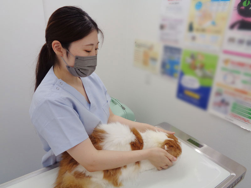 スタッフ看護師