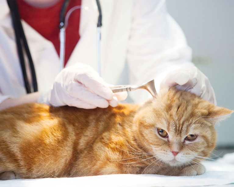 猫の健康診断