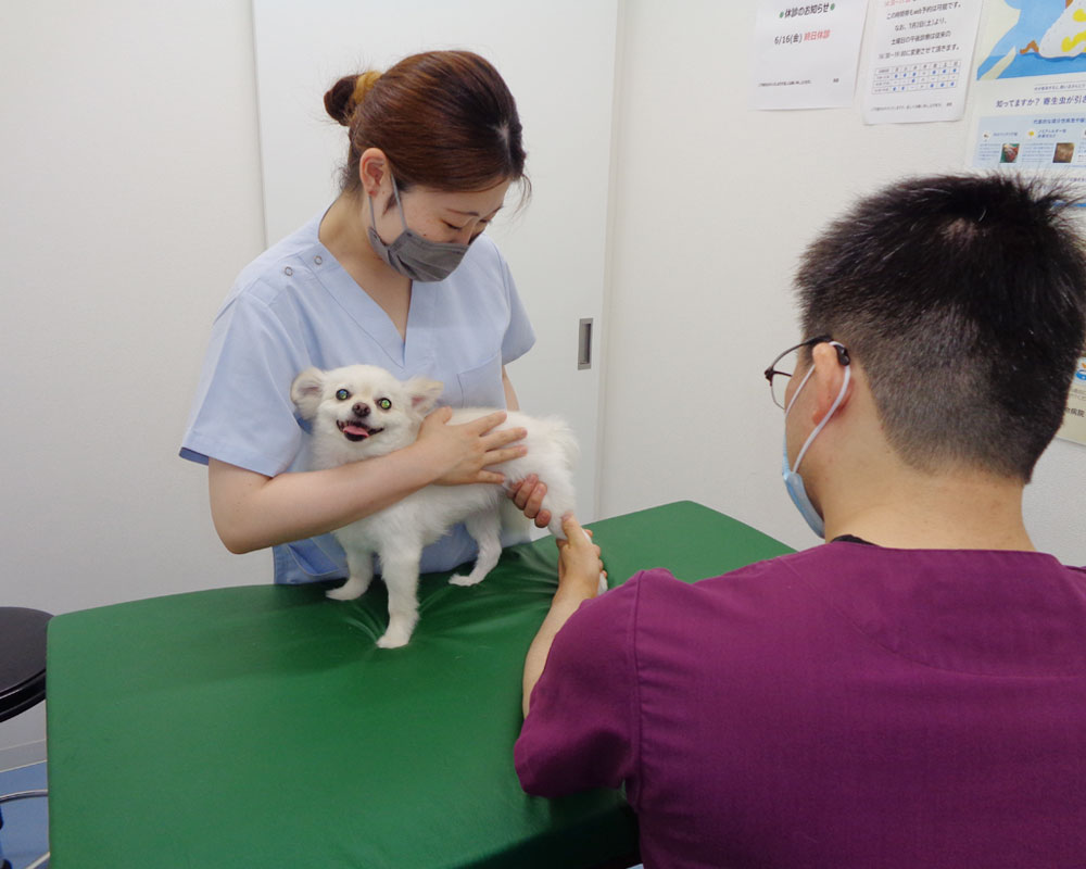 犬の診察風景