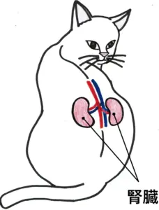 図 1. 猫の腎臓