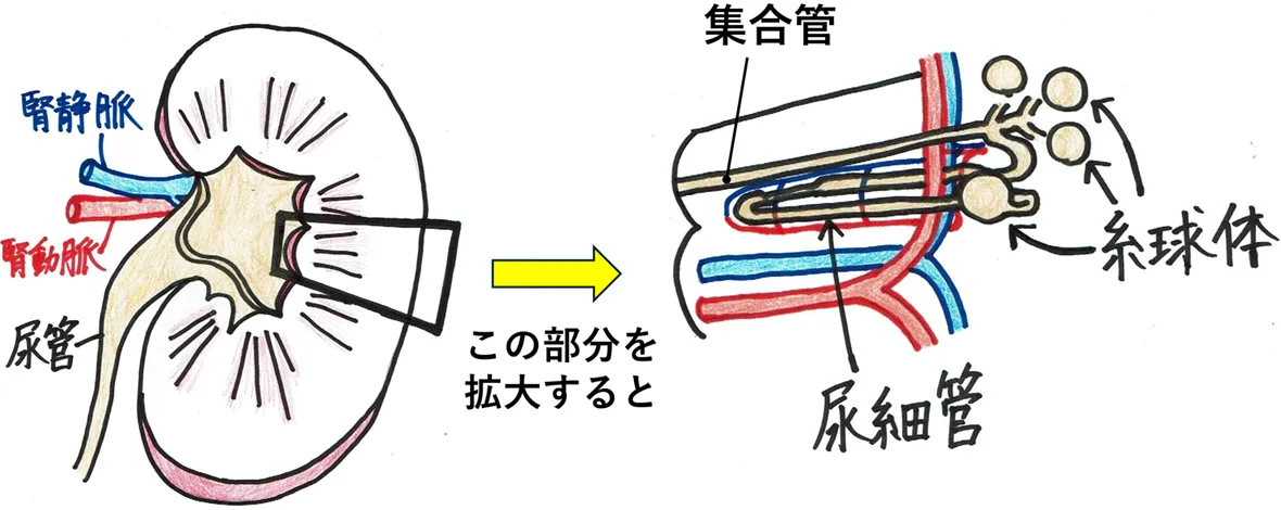 図 2. 腎臓の断面とその拡大